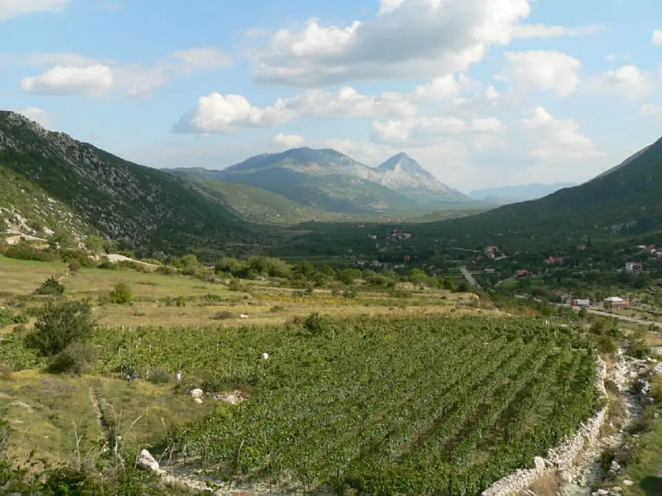 Kozica