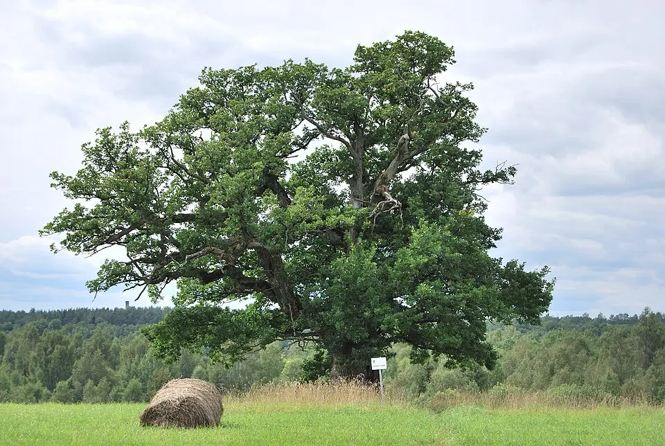 Viljandi vald