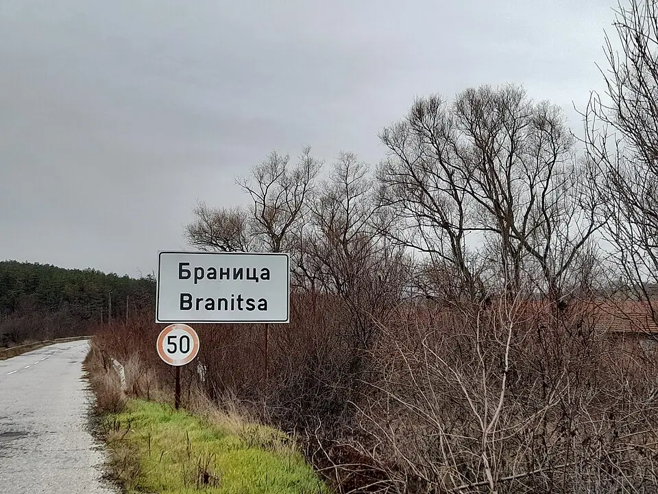Branitsa
