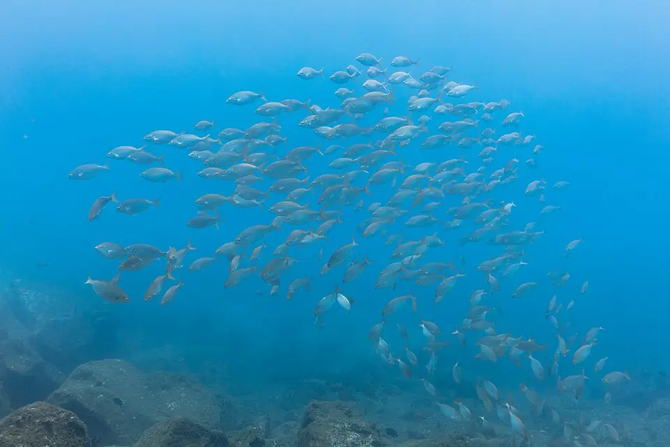 Garajau