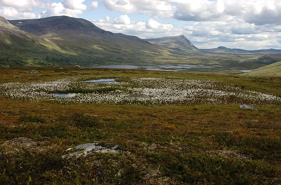 Vindelfjällens naturreservat