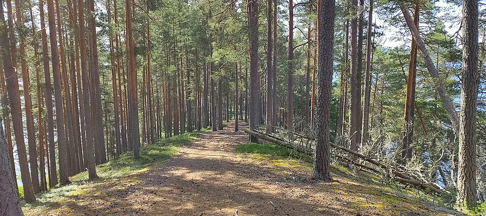 Vindförbergs udde
