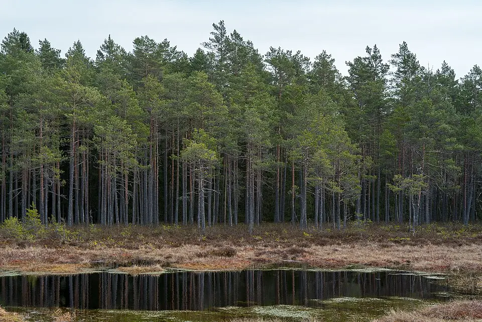 Vinnsjömossen