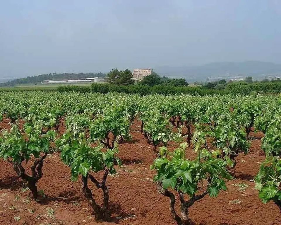 Denominación de Origen Pla de Bages