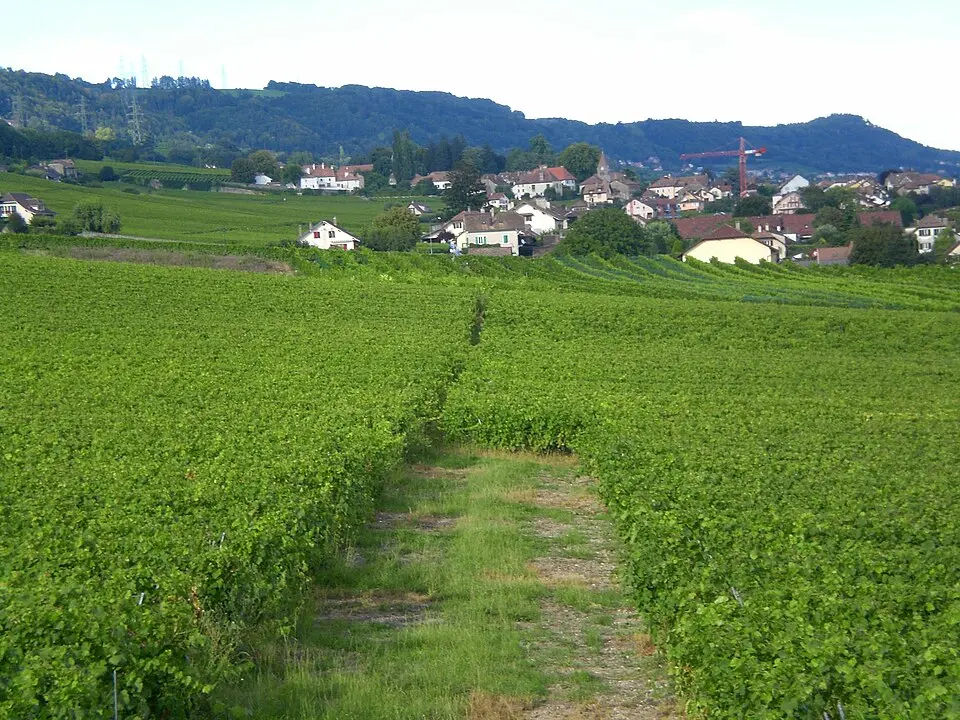 Vinzel