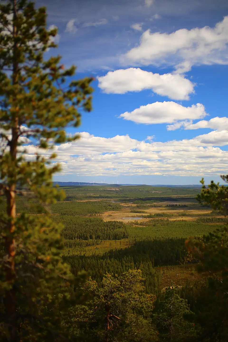 Vithattsmyrarna