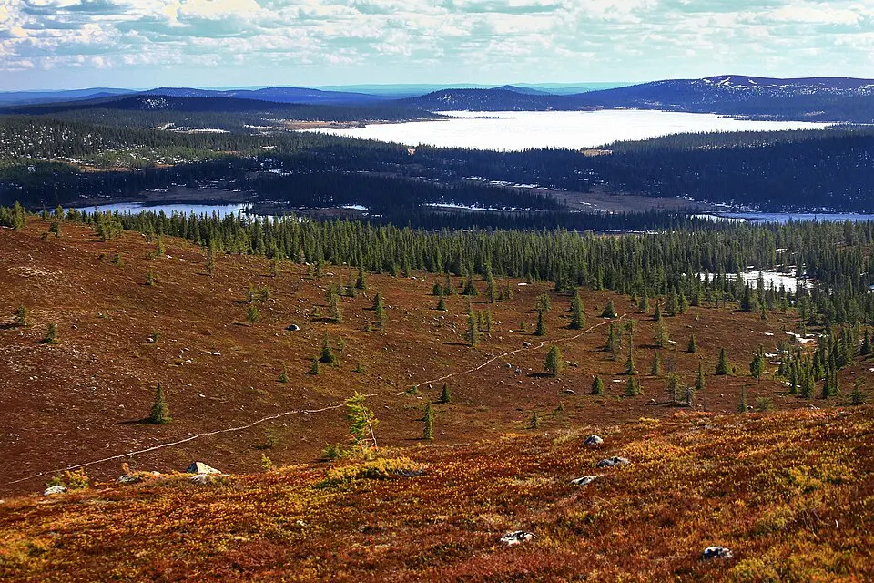 Vittjåkk-Akkanålke fjällurskog