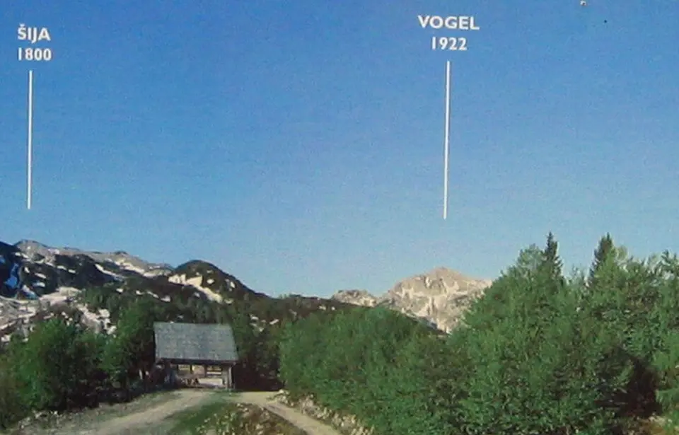 Vogel