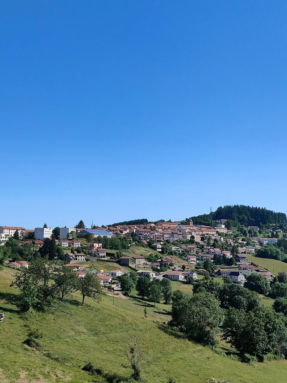 Violay