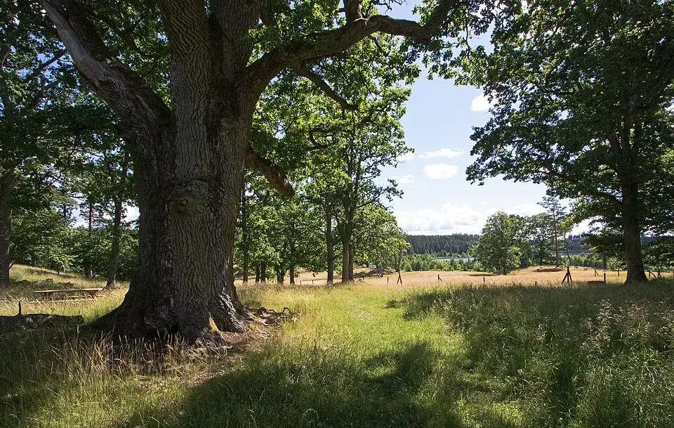 Vurstusbacken