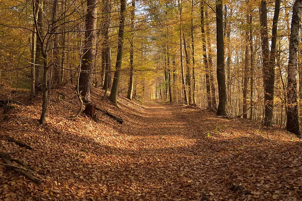 Waldaschaffer Forst