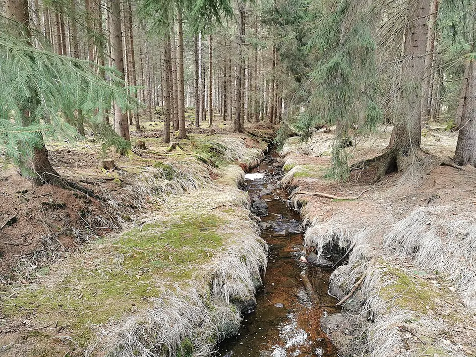 Tharandter Wald