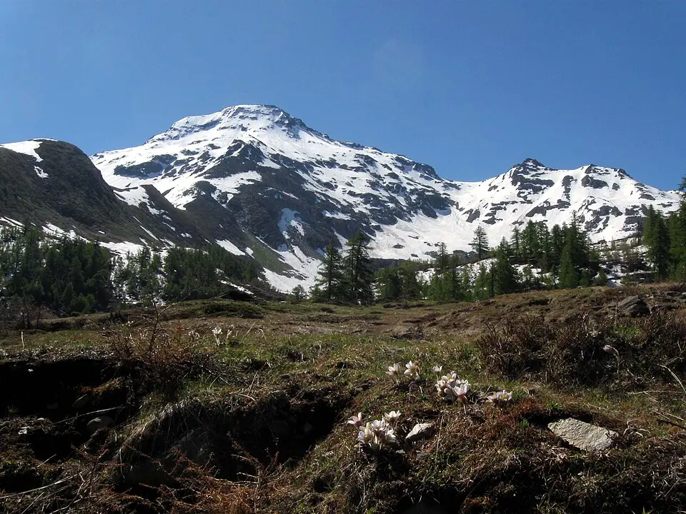 Wasenhorn