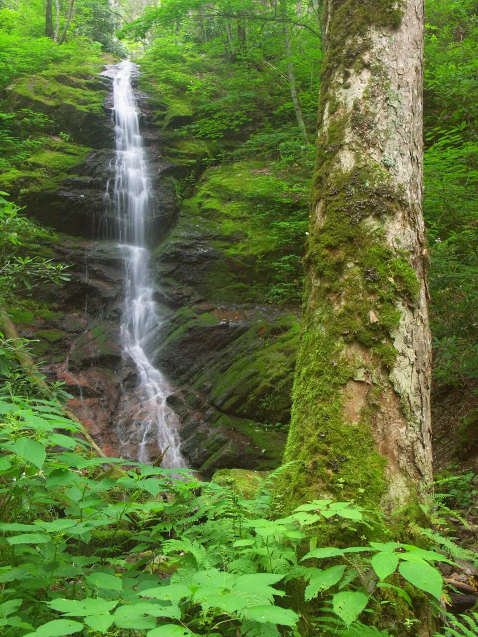 Torrente Val di Savia