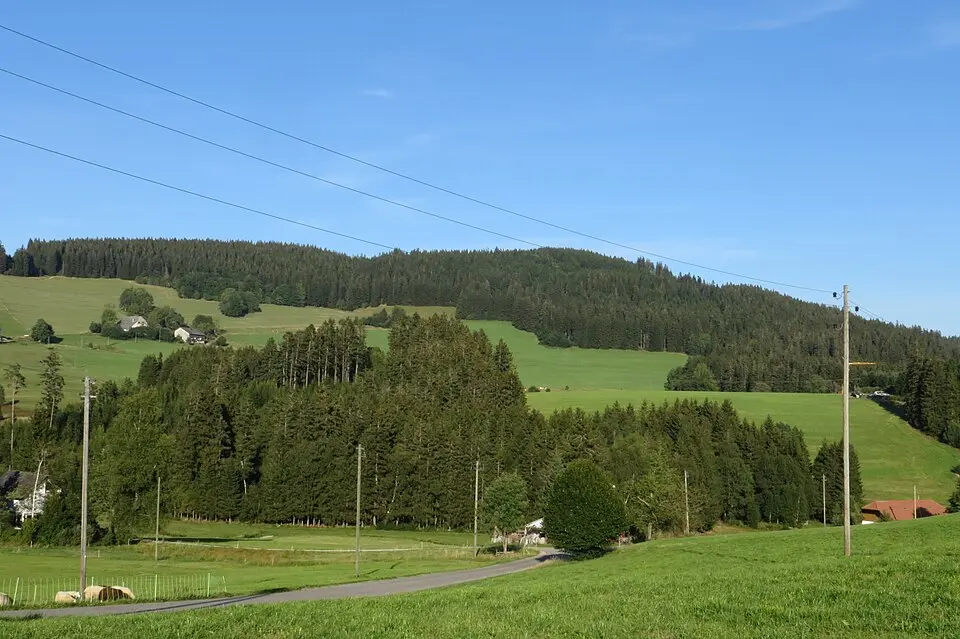 Immagine: Bermicourt · CC BY-SA 4.0 Weißtannenhöhe