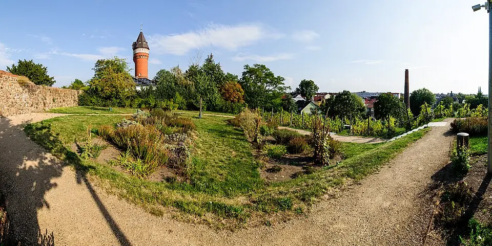 Höhenburg Weinberg