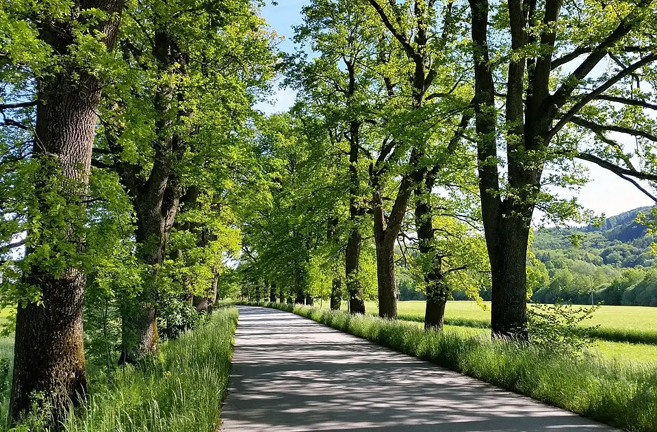 Weitwörther Allee