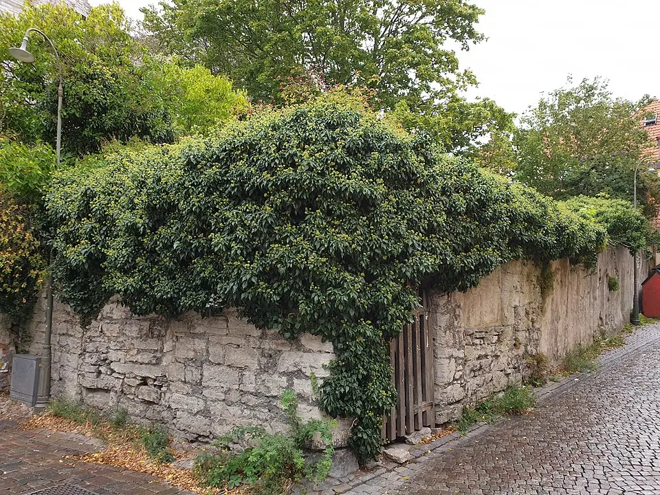 Wendtska huset