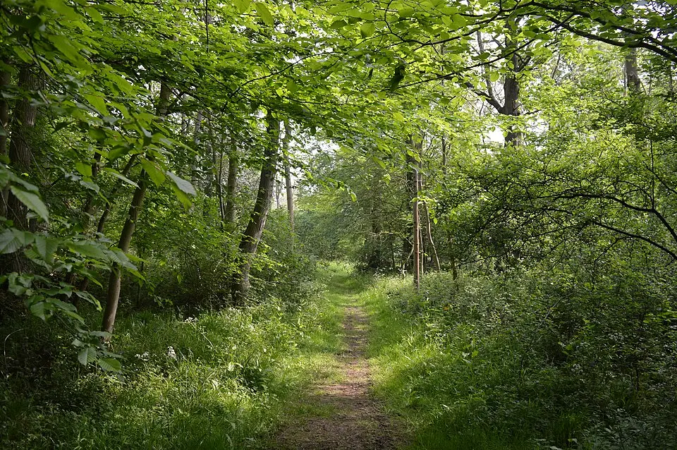 West Wood, Little Sampford