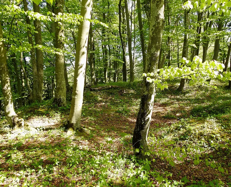 Burgstall Widdersberg