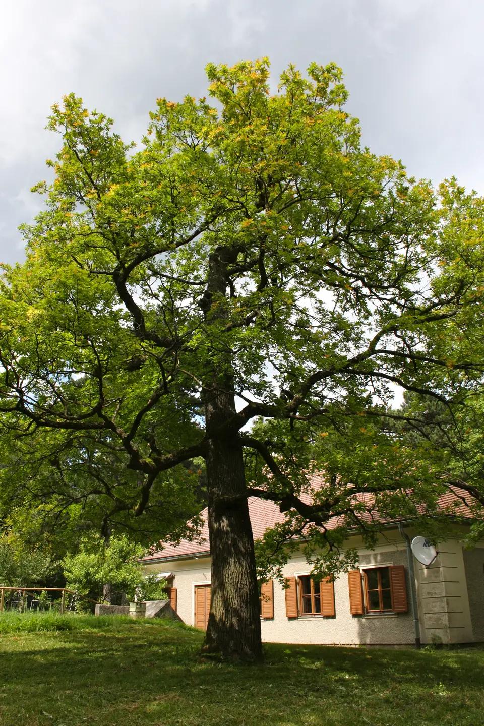 Maurer Wald