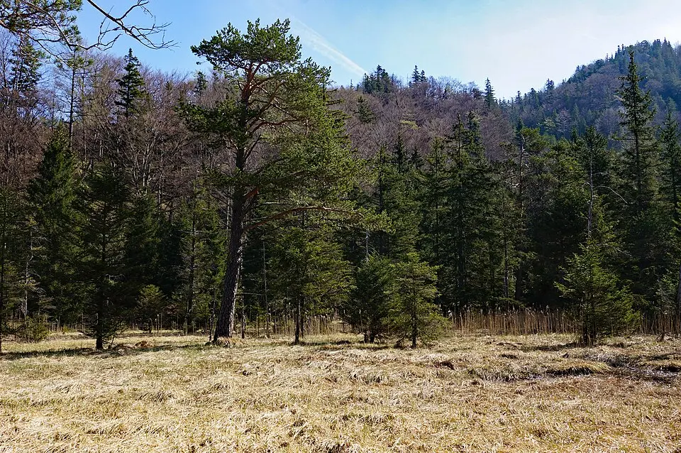 Wildmoos beim Eibensee