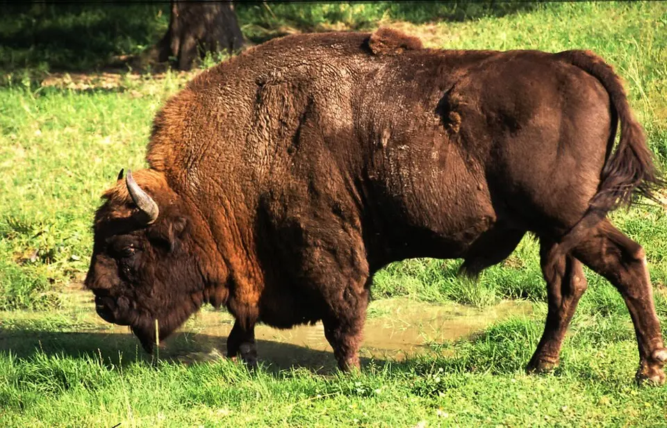 Białowieża-Urwald