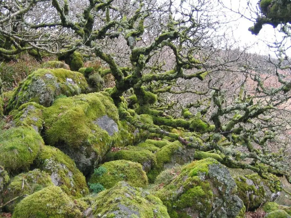 Wistman's Wood