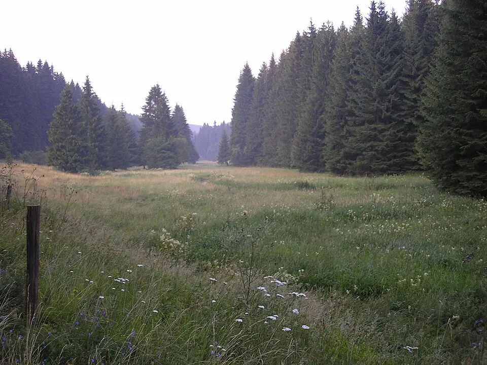 Slika: Michael Sander · CC BY-SA 3.0 Wohlrose