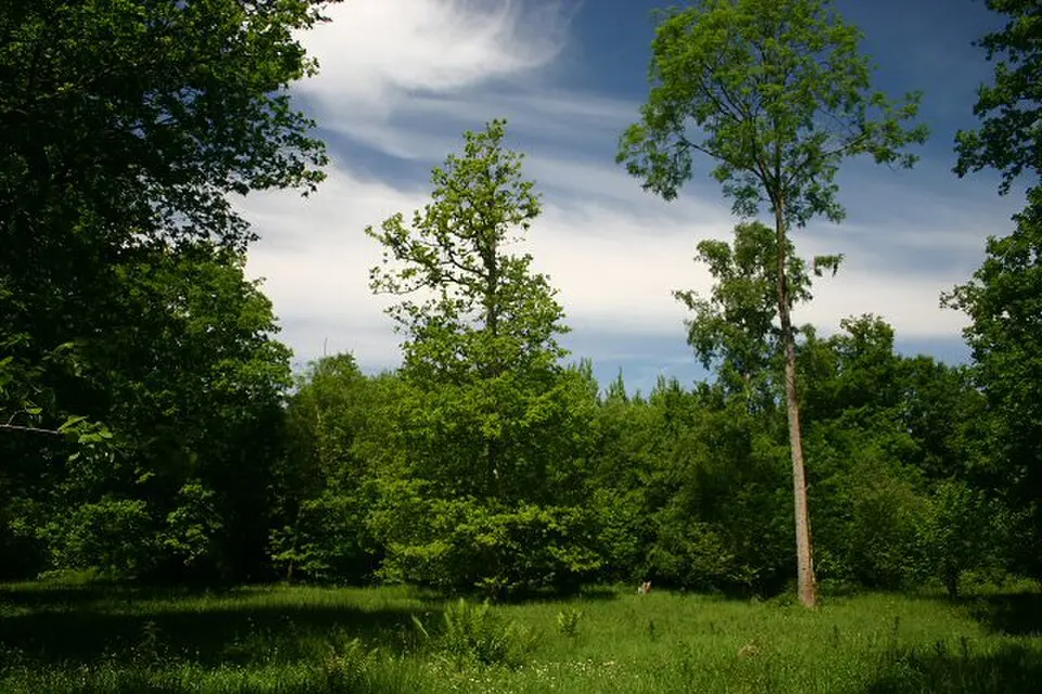 Wolves Wood