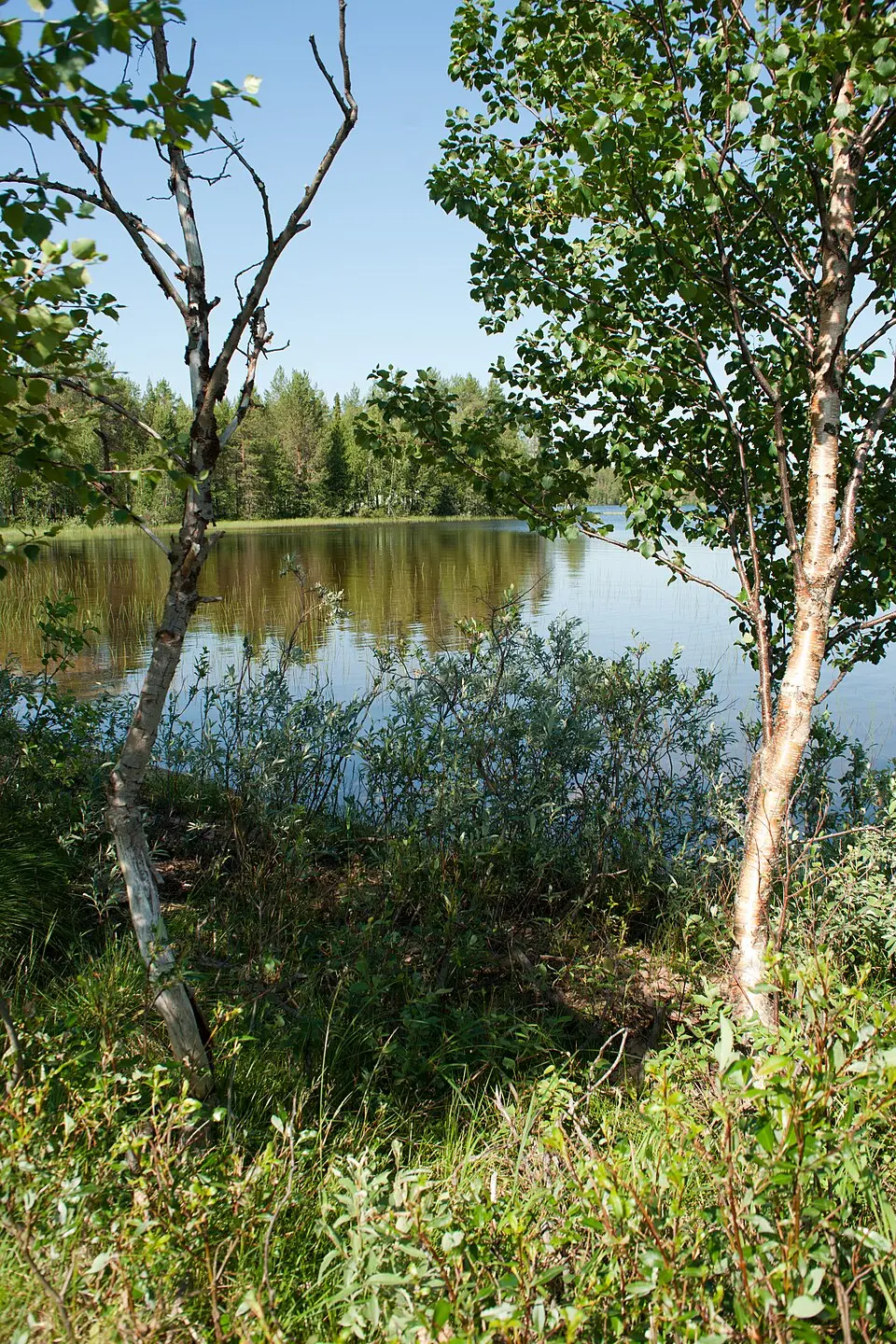 Yli-Kitka