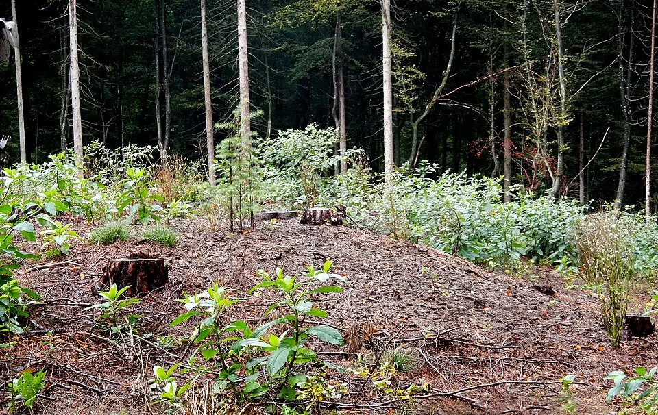 Slika: Josef Moser · CC BY-SA 4.0 Hügelgräbergruppe Neuröllwald