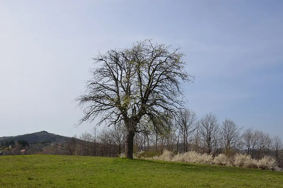 Rasinski okrug