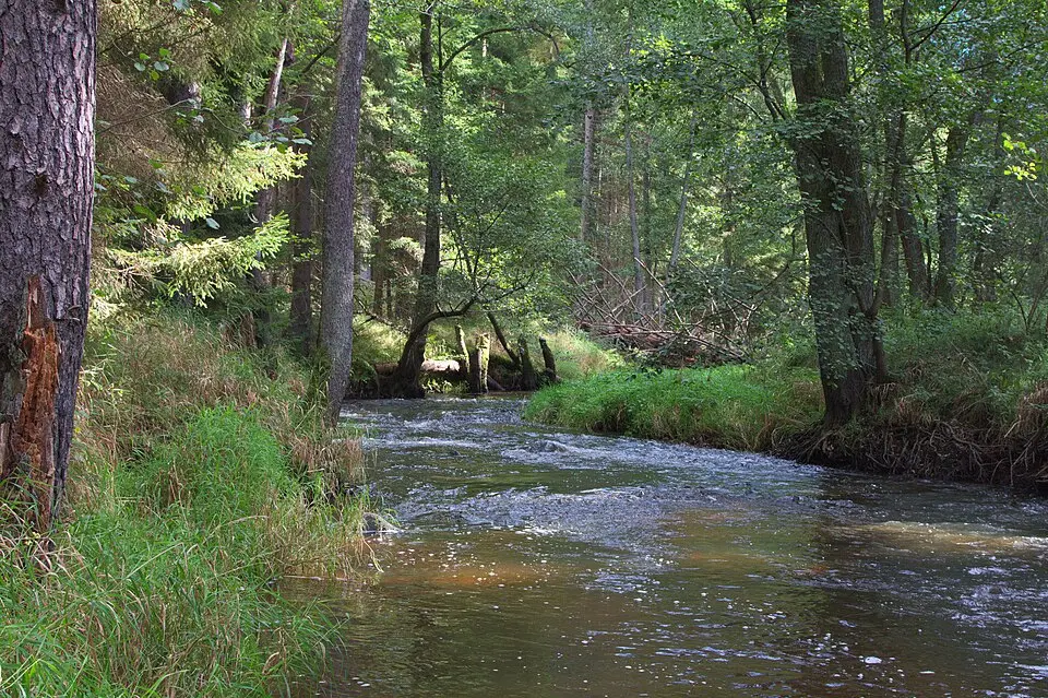 Immagine: Atriplexmedia · CC BY-SA 3.0 Dračice