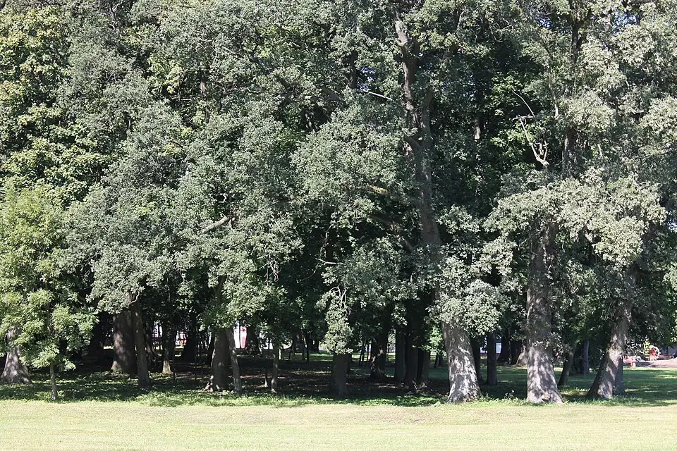 Park pałacowy z alejami dojazdowymi, XVIII/XIX