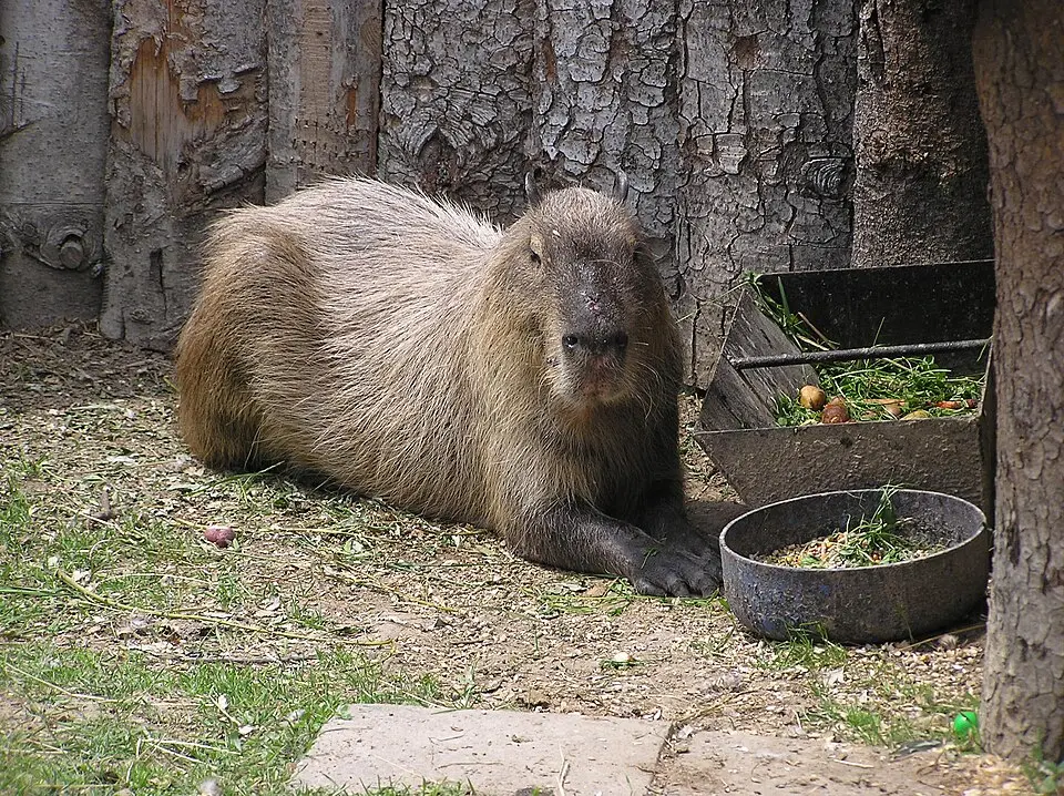 zoo de Stropkov