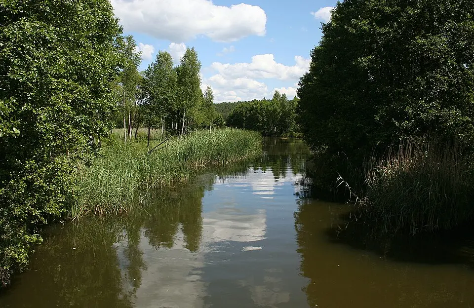 Zbrzyca