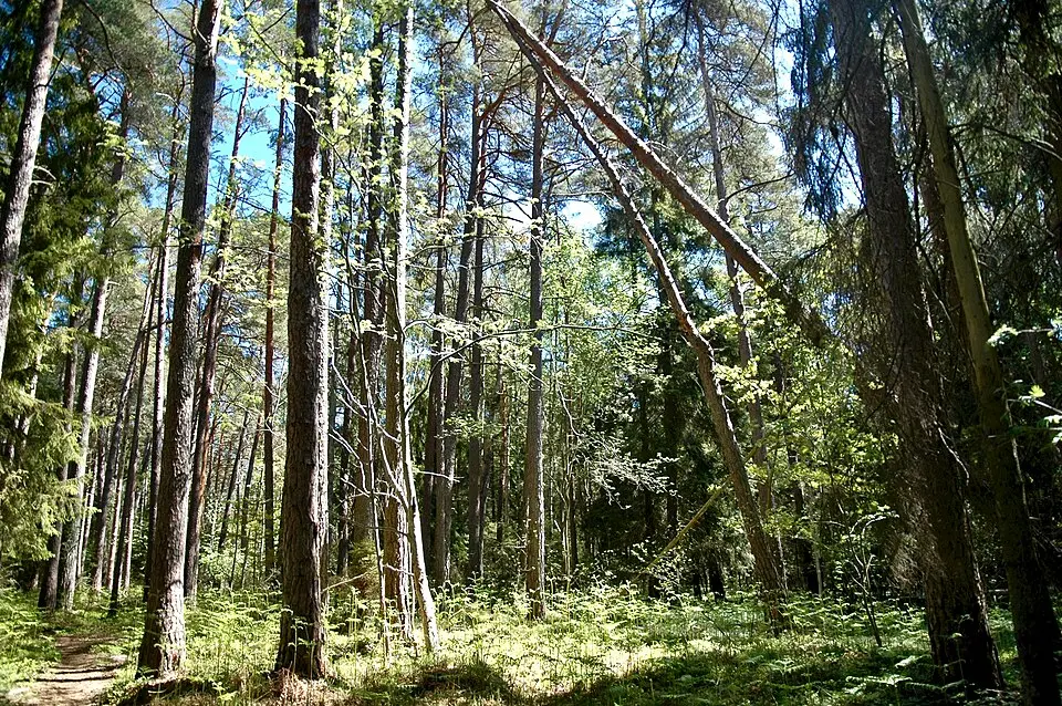 Bäcks