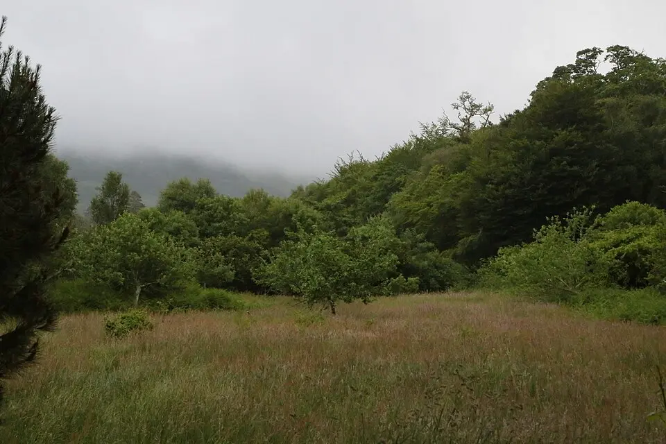 Glengarriff Forest