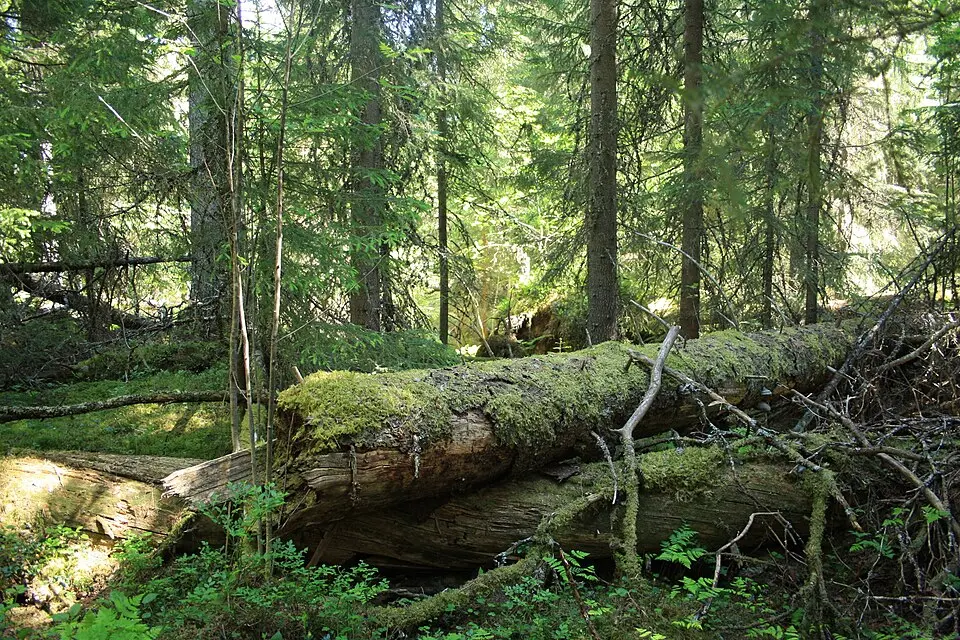 Börningsberget