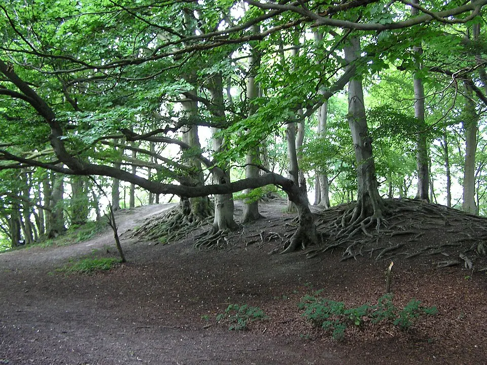 Sharpenhoe Clappers: an Iron Age promontory fort, medieval warren and associated medieval cultivation earthworks