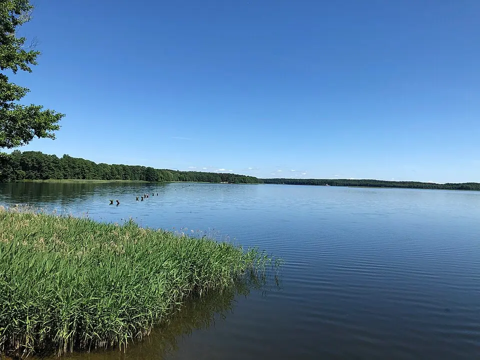 Белае