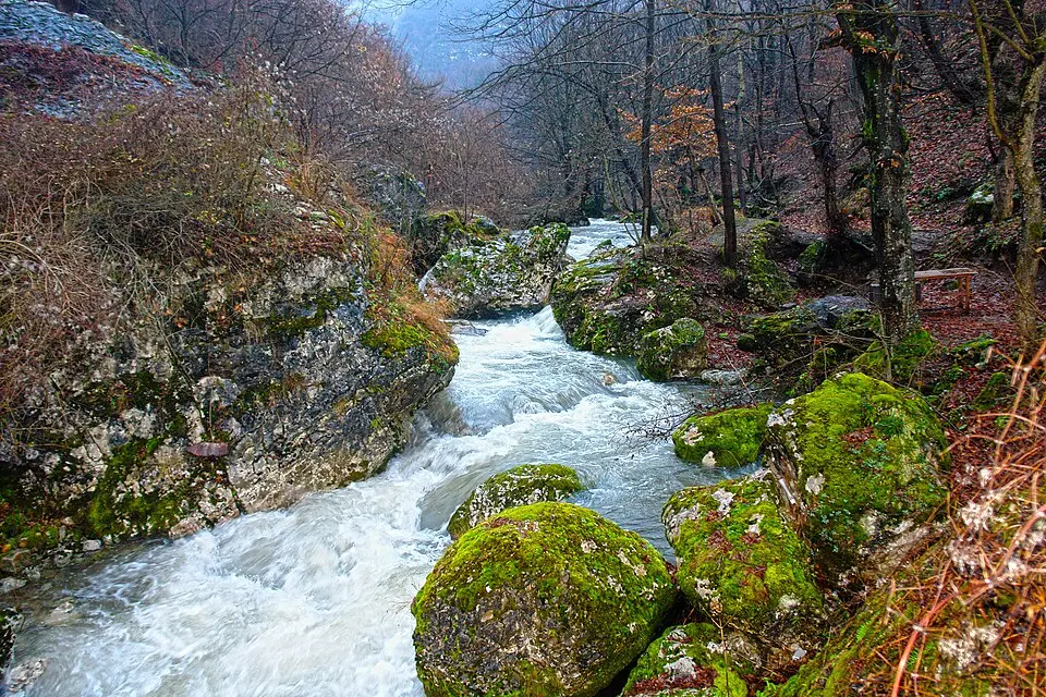 Bukovica