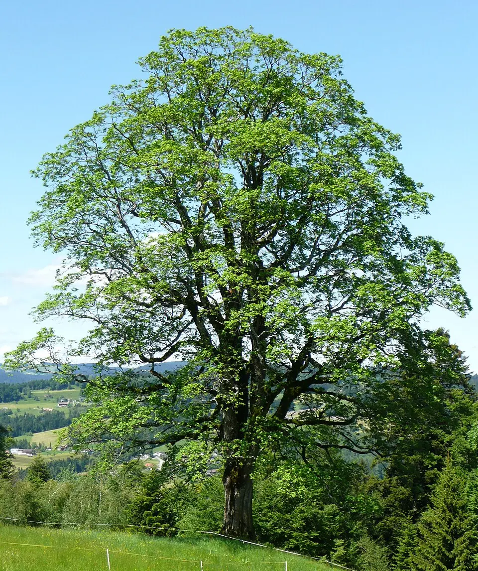 Slika: Hatlerdorf · CC BY-SA 3.0 AT Naturdenkmal Berg-Ahorn
