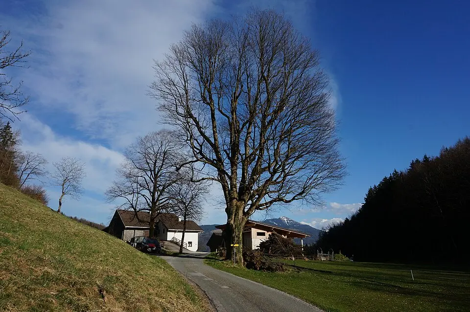 Bergahorn beim Schartenbauern, Puch bei Hallein
