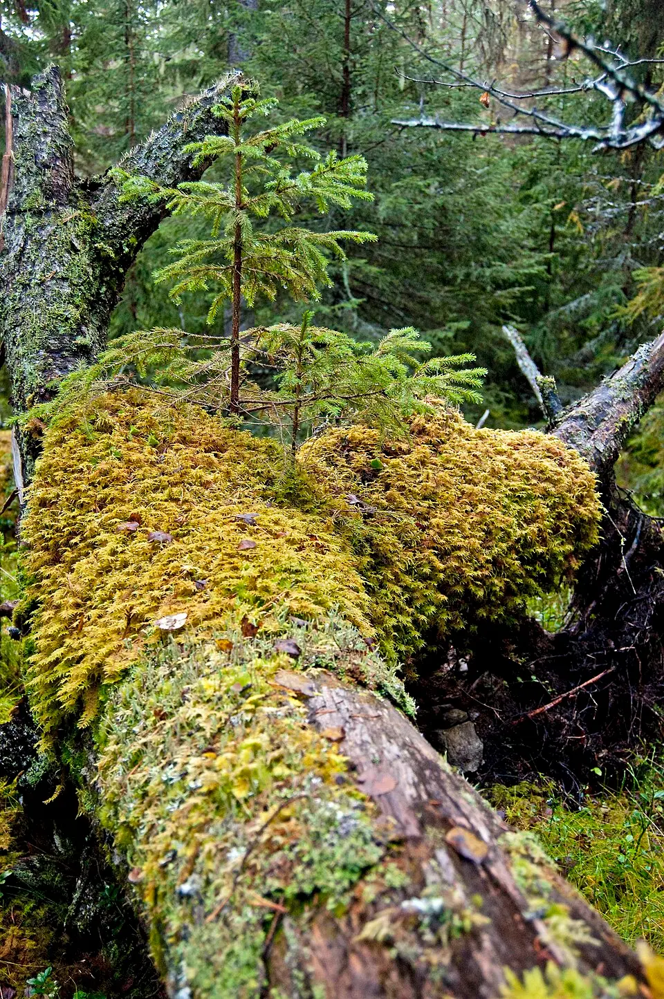 Berge urskogs naturreservat