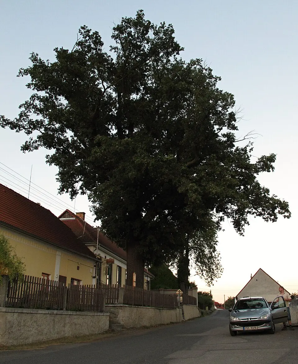 Bezdědovice