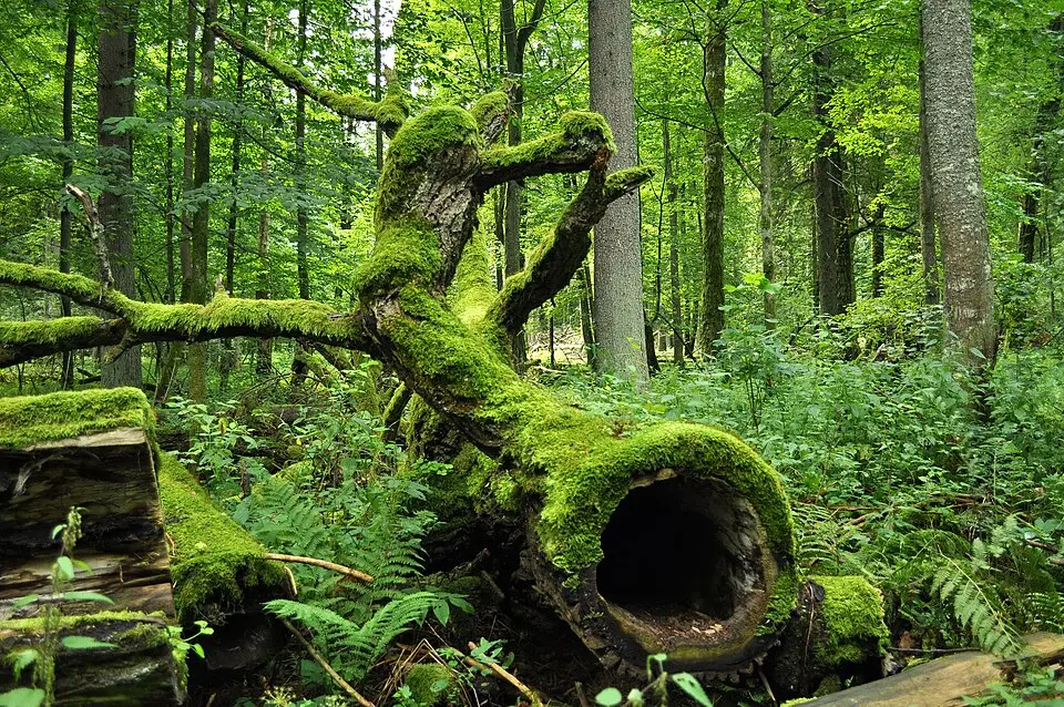 Białowieża-Nationalpark