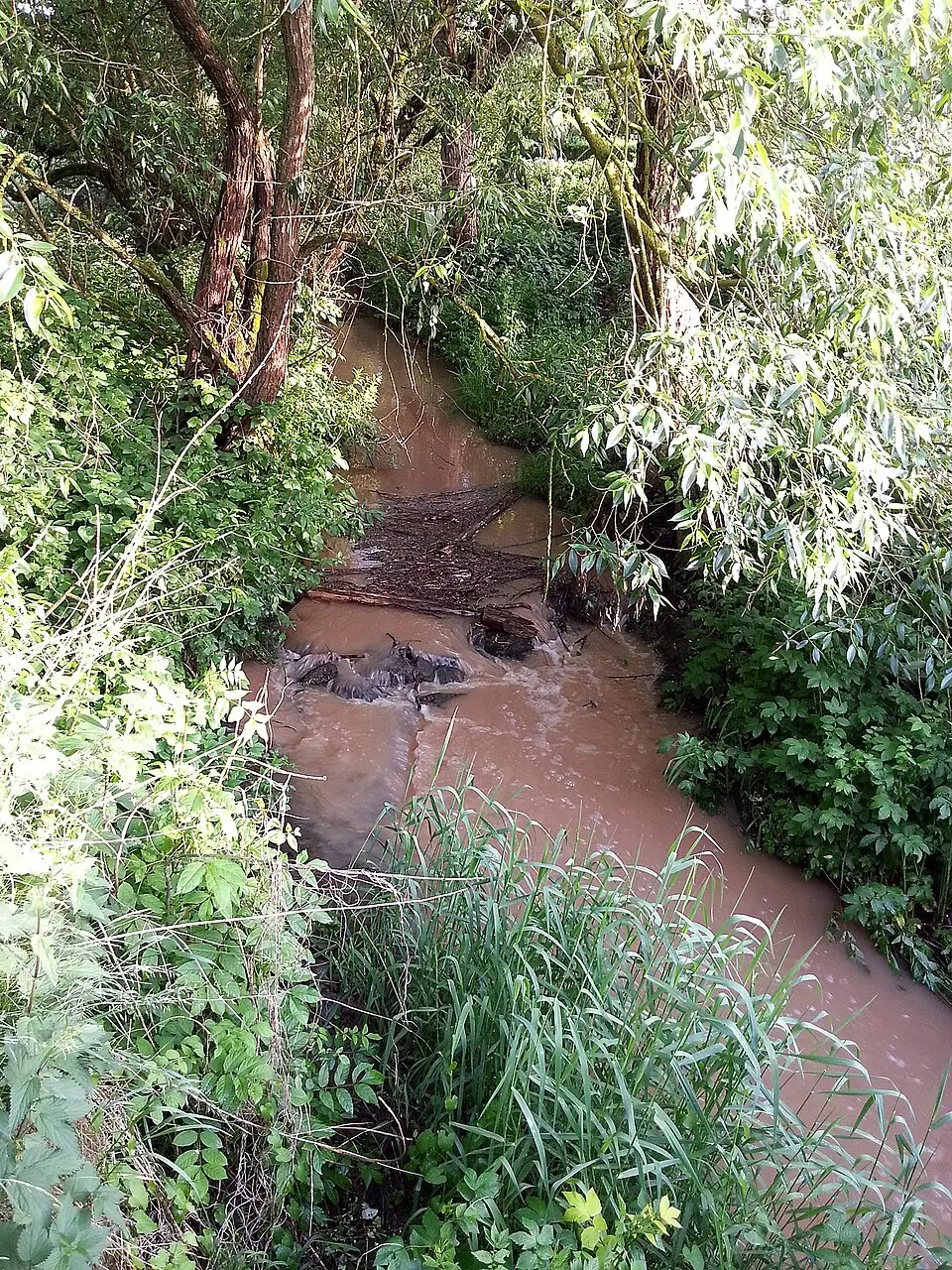 Bibra