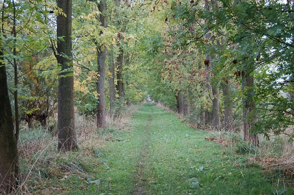 Bishorst